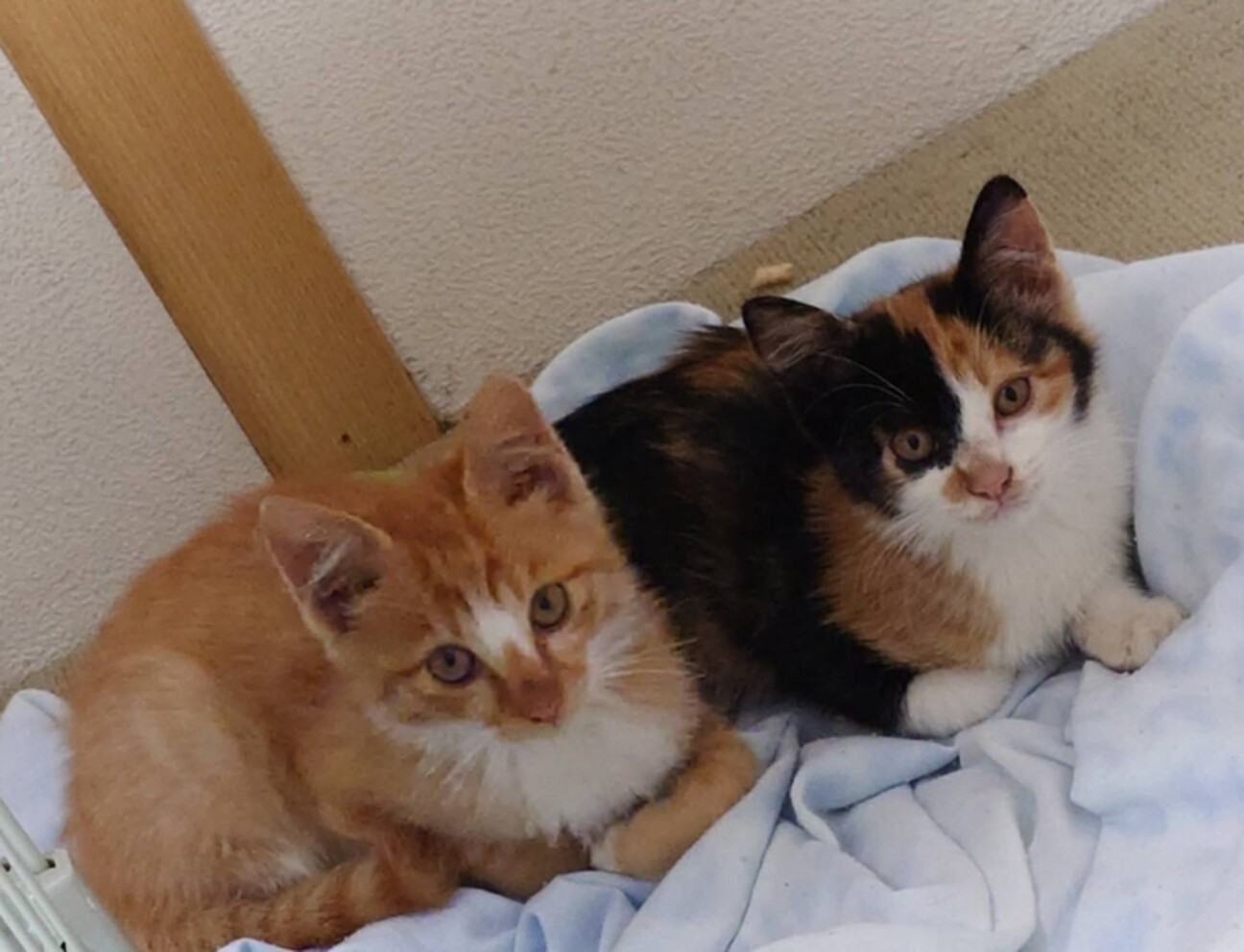 ふんばり親子猫　三毛猫 ふんばり親子猫 三毛猫