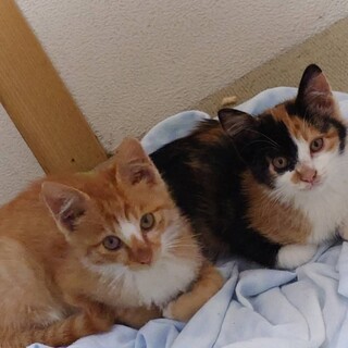子猫2匹 かわいい三毛＆茶白 1匹ずつも可