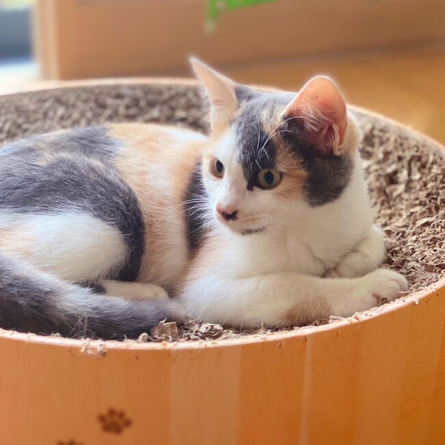 中山家のカバー写真