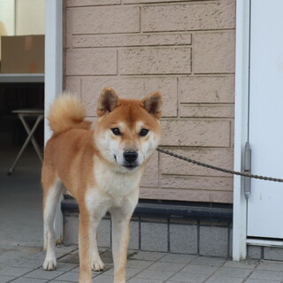 とてもフレンドリーな活発なイケメンです