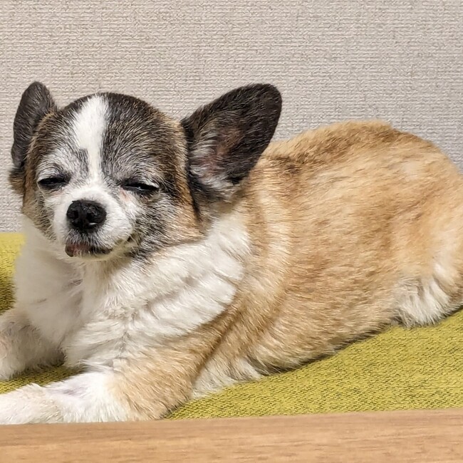 yamatonjのカバー写真