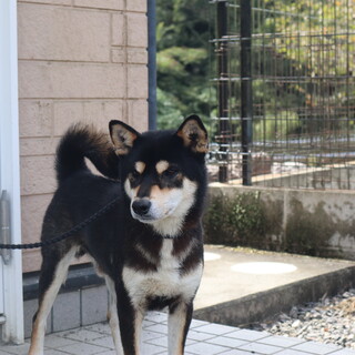 ジャンプ力がすごい元気な黒雄の柴犬です