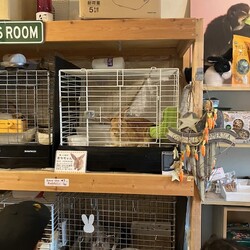 保護うさぎさんに逢おうの会in大阪