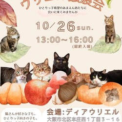 甘えんぼ猫さんがいっぱい！第7回ウリエル譲渡会