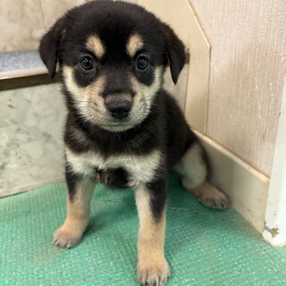 とても幼い子犬　8月生まれメス