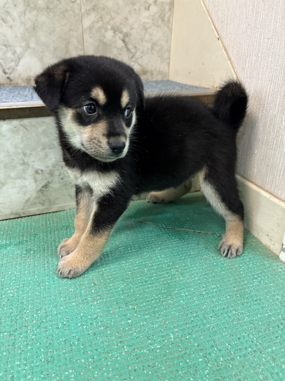 とても幼い子犬 8月生まれメス」栃木県 - 犬の里親募集(527126) 3枚目