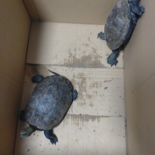 【ニホンイシガメ】可愛がってくれる方募集