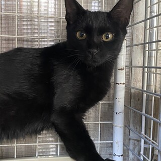 抱っこ大好きなメイ君におうちが見つかりました