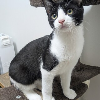 おっとりハチワレ男子のおきた君