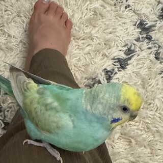 セキセイインコ????
