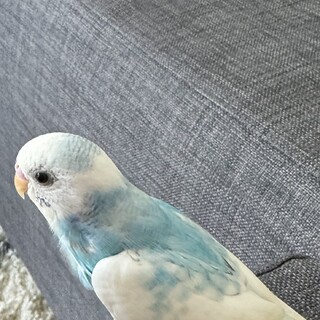 セキセイインコ里親募集