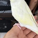 セキセイインコ里親募集