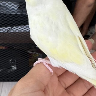 セキセイインコ里親募集