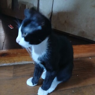 3ヶ月のハチワレちゃん4匹里親募集中❤︎