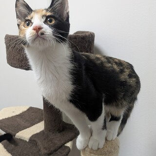 三毛らしいツン多めのゆきちゃん