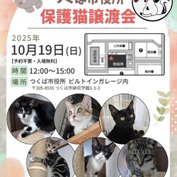 ハピシェア猫の里親会 サムネイル1