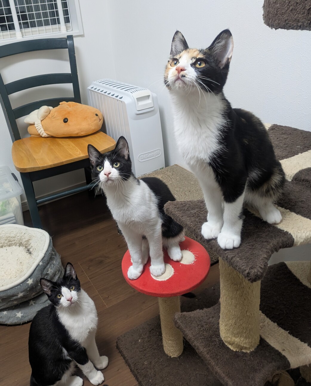 ちょー怖がりさんのやまと君 サムネイル3