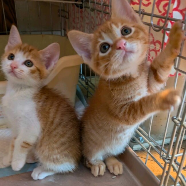 猫部のカバー写真