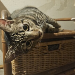 パインくん♂保護猫です