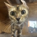 好奇心旺盛なベンガル　メス