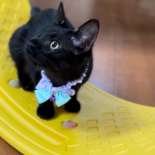 片目だけど心はまんまる♡ てんてんちゃん♡