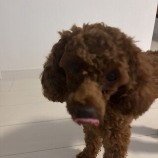 家庭の事情により募集