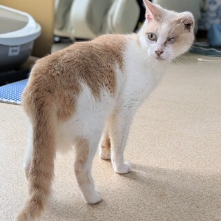 かなり人懐こい女の子。片目片耳ハンデ有り