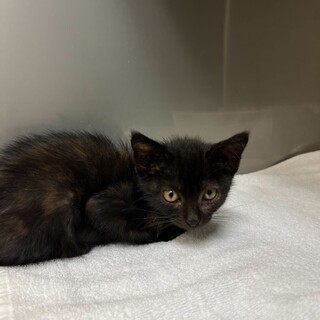 甘えん坊なきよみちゃん！