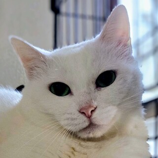 瞳はエメラルド純白のプリンセス「ひなつる」