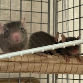 デグーの赤ちゃん　チョコレート1〜3匹