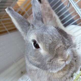 撫で好き4才のネザー女子✩.*˚