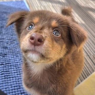 募集一時停止中です推定2ヶ月弱男の子