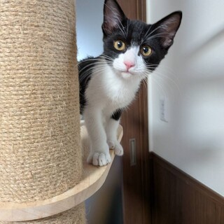 ハチワレ男前　ルパン君