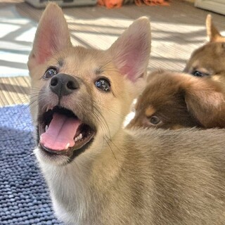 推定2ヶ月♀楽！募集一時停止