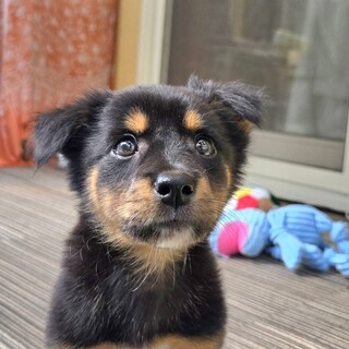 推定2ヶ月女の子②