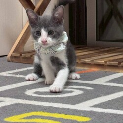 in名古屋市☆子猫もいっぱい☆猫達をオウチに迎えよう2025年10月12日（日）ちーむにゃいんず サムネイル1