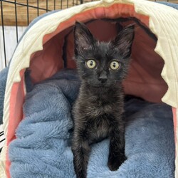 in名古屋市☆子猫もいっぱい☆猫達をオウチに迎えよう2025年10月12日（日）ちーむにゃいんず サムネイル2