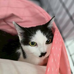 in名古屋市☆子猫もいっぱい☆猫達をオウチに迎えよう2025年10月12日（日）ちーむにゃいんず サムネイル3