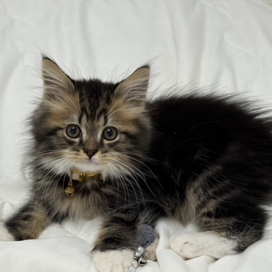 つぶあんのカバー写真