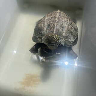クサガメの女の子を可愛がってくださる里親様募集！