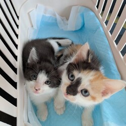 in江南市☆子猫がいっぱい☆猫達をオウチに迎えよう2025年10月12日（日）ちーむにゃいんず