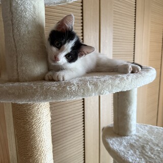 元気いっぱいハチワレの男の子里親募集