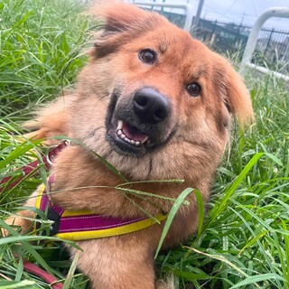 好奇心旺盛ミックスの女の子金柑ちゃん