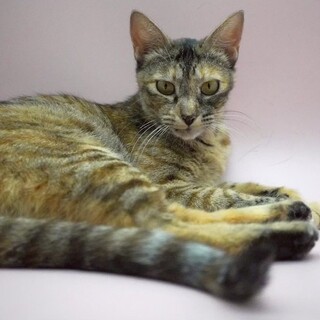 おこげ♀5歳　人懐こく甘えん坊