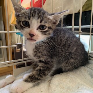 可愛いイカ耳靴下猫 海彦君１、５ヶ月