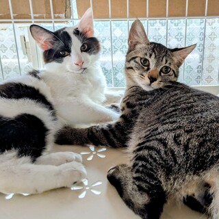 超可愛い兄弟　2025年春生まれ