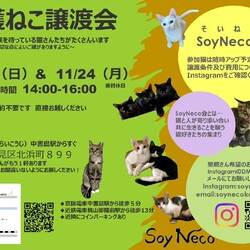 【SoyNeco会主催】保護ねこ譲渡会