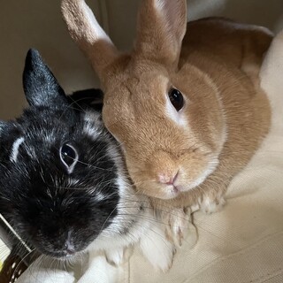 仲良し夫婦うさぎさん