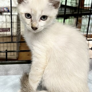 ⑤急募！かすたどん　珍しいブルーアイ　シャム風