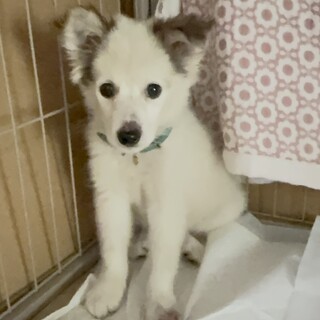 ぬいぐるみみたいな女の子